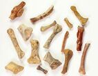 Unidentified Dinosaur & Reptile Limb/Foot Bones - Kem Kem Beds #81606-1
